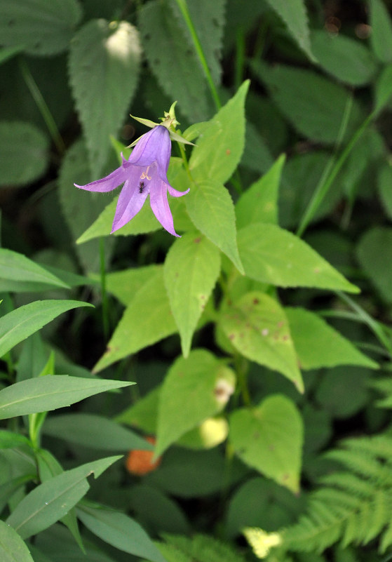 Image of Campanula latifolia specimen.