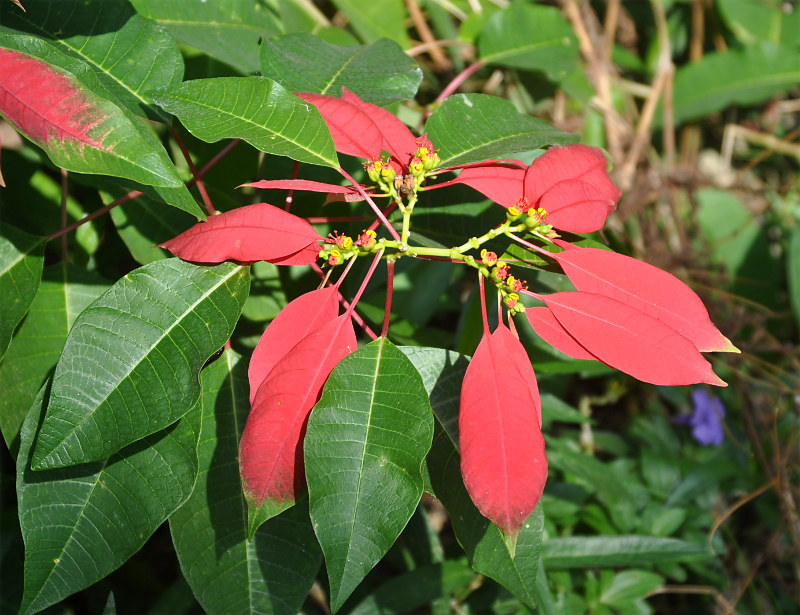 Image of Euphorbia pulcherrima specimen.