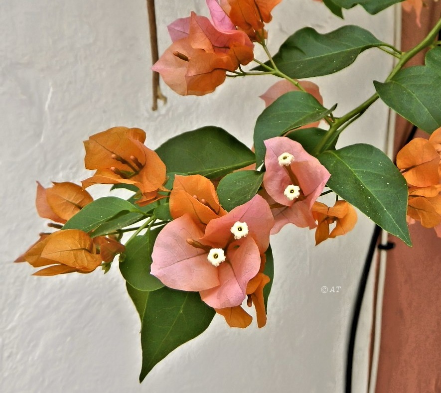 Image of genus Bougainvillea specimen.