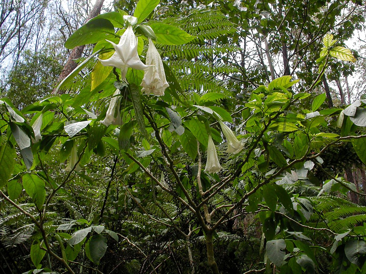 Image of genus Brugmansia specimen.