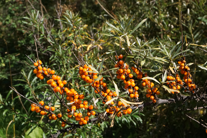 Image of Hippophae rhamnoides specimen.