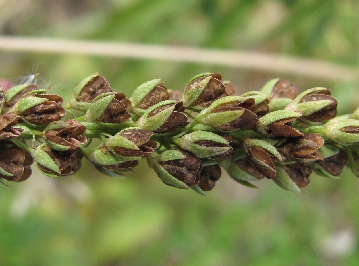 Image of Veronica longifolia specimen.