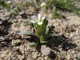 Holosteum umbellatum