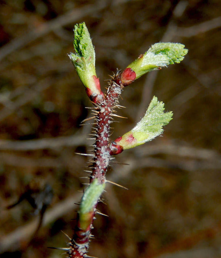 Image of Rosa spinosissima specimen.