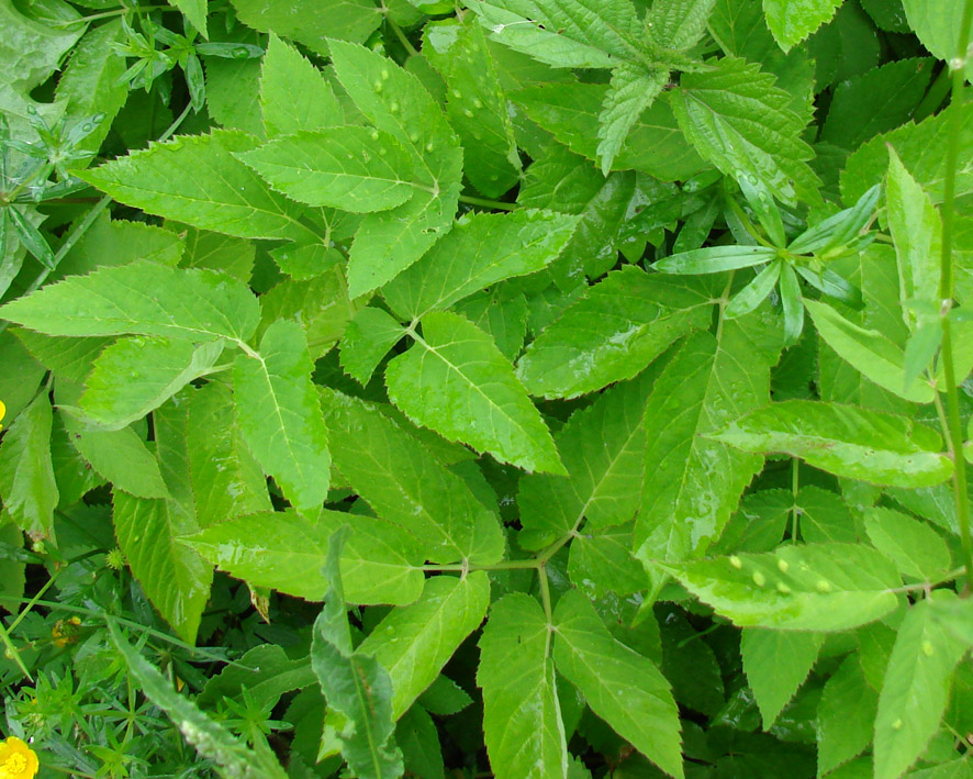 Image of Aegopodium podagraria specimen.