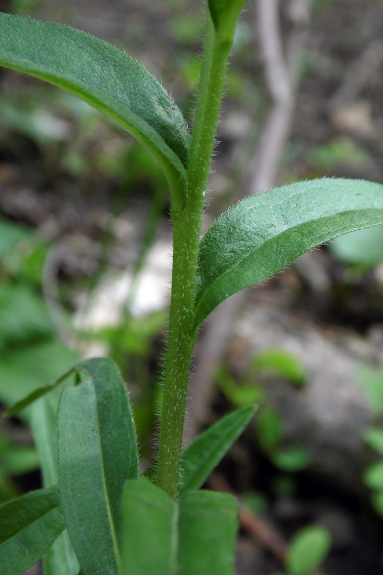 Image of Aegonychon purpureocaeruleum specimen.