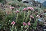 Sempervivum pumilum