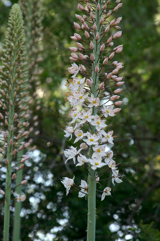 Изображение особи Eremurus robustus.