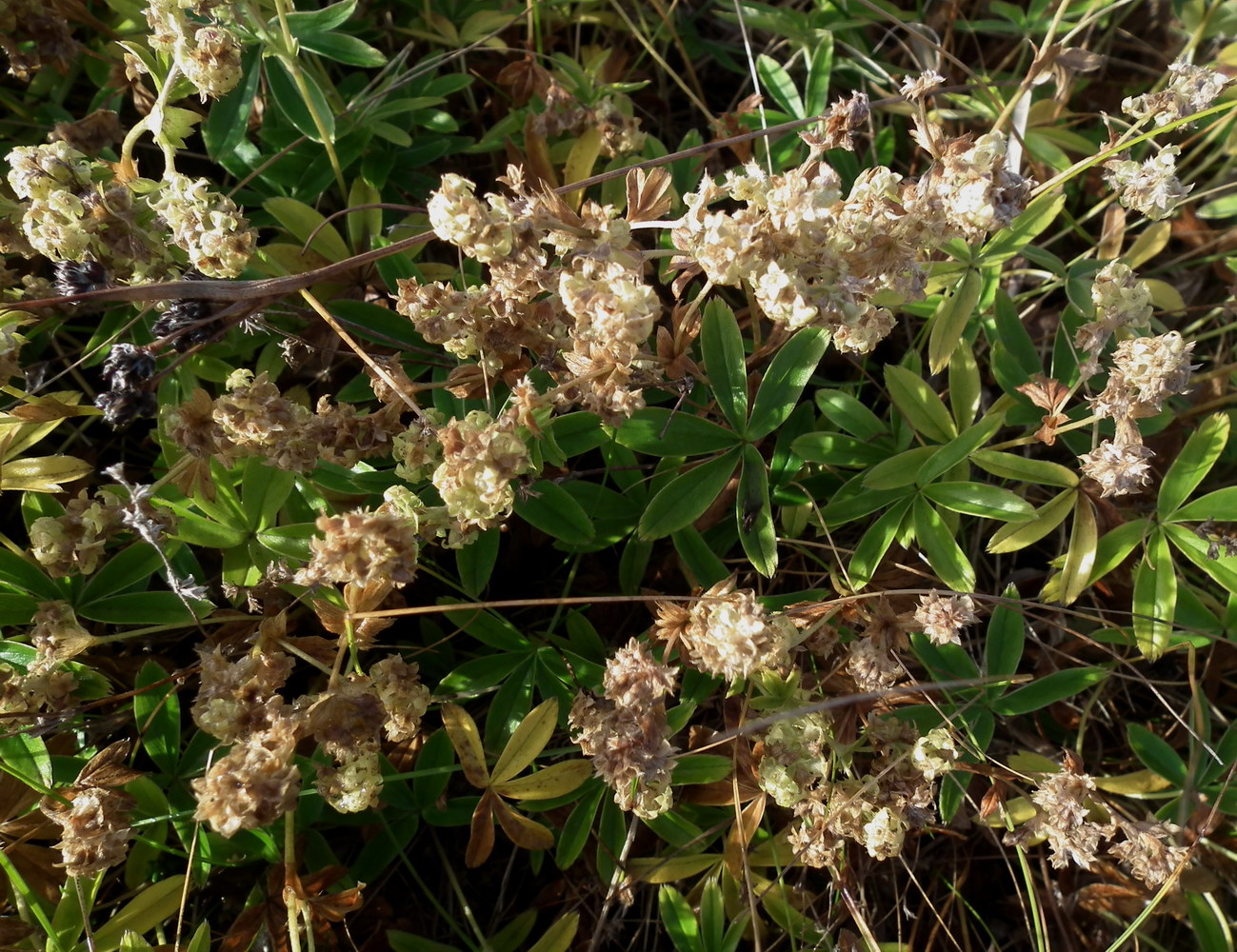 Image of Alchemilla alpina specimen.