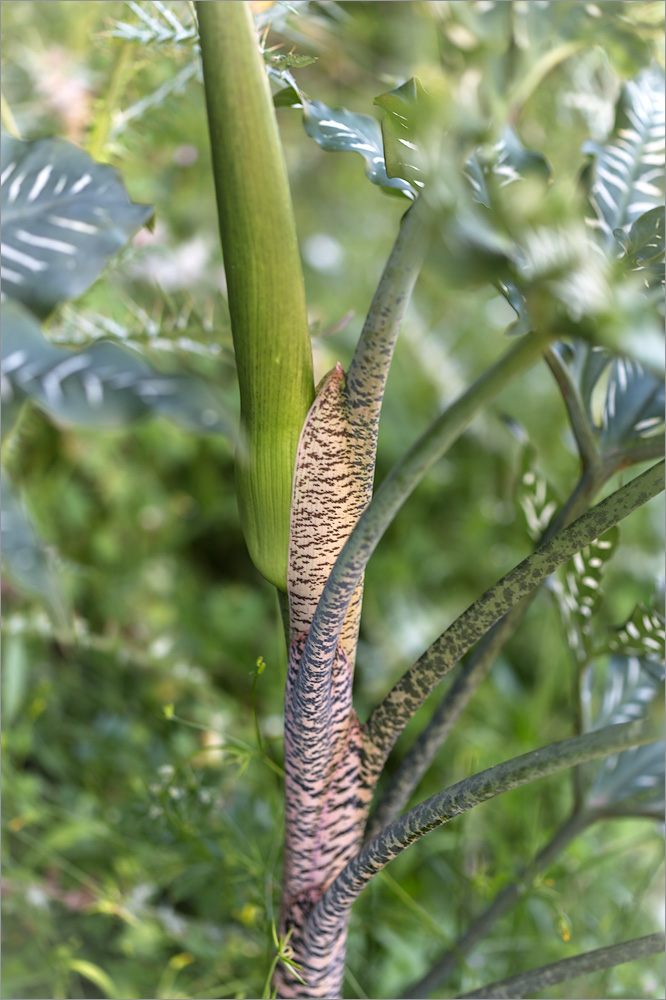 Image of Dracunculus vulgaris specimen.