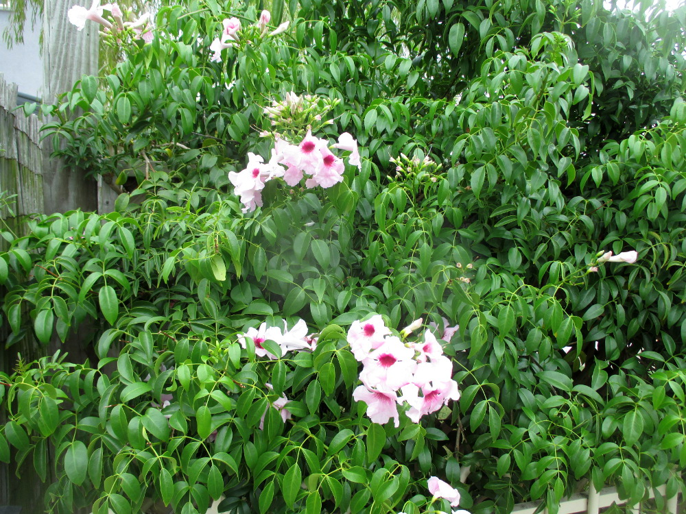 Image of Pandorea jasminoides specimen.