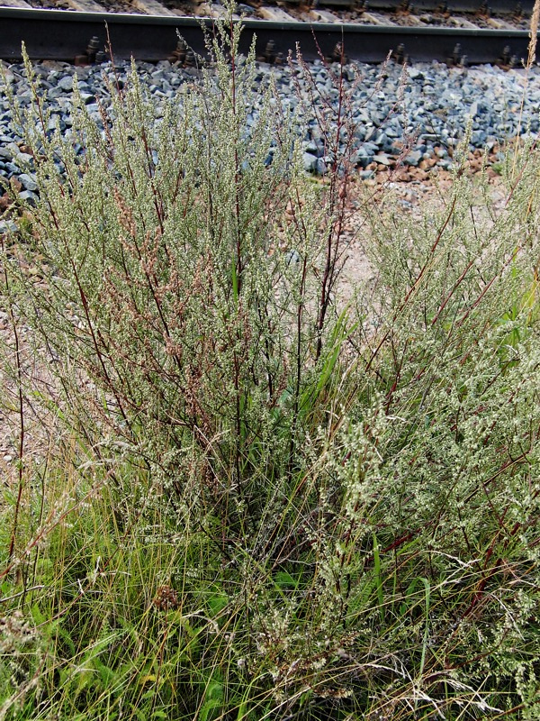 Image of Artemisia campestris specimen.