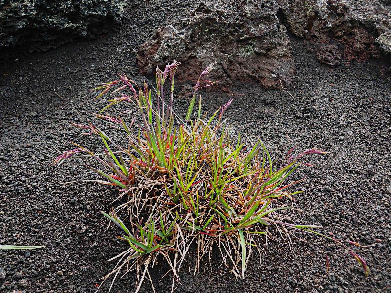 Image of Poa malacantha specimen.