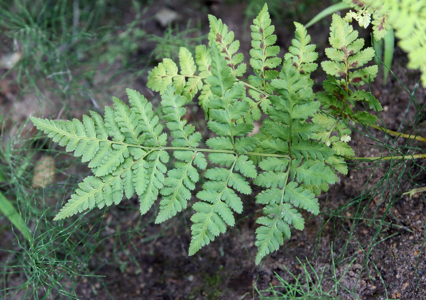 Image of Dryopteris carthusiana specimen.