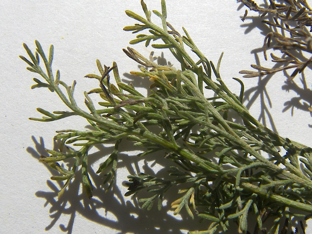 Image of Artemisia santonicum specimen.