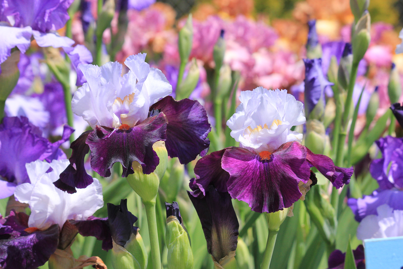 Image of Iris &times; hybrida specimen.