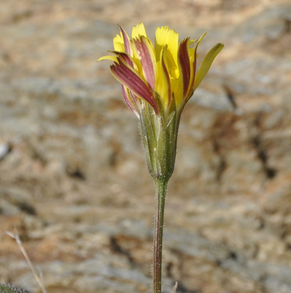 Image of genus Leontodon specimen.