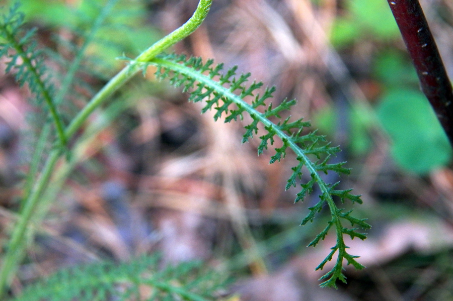 Изображение особи род Achillea.