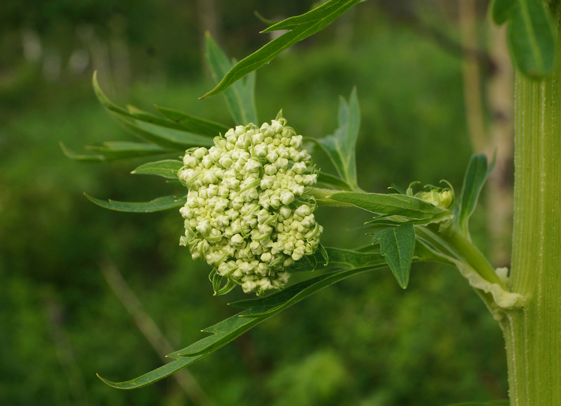 Изображение особи Pleurospermum uralense.