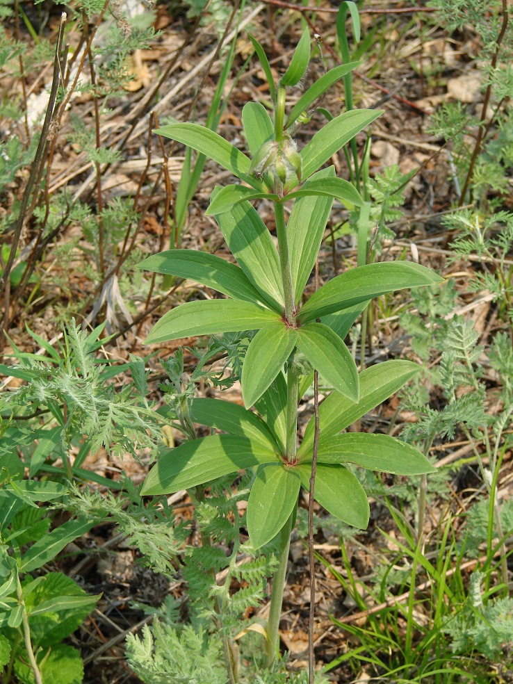 Изображение особи Lilium pilosiusculum.