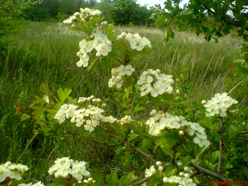 Image of Crataegus monogyna specimen.