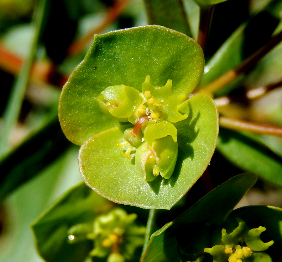 Изображение особи Euphorbia subtilis.