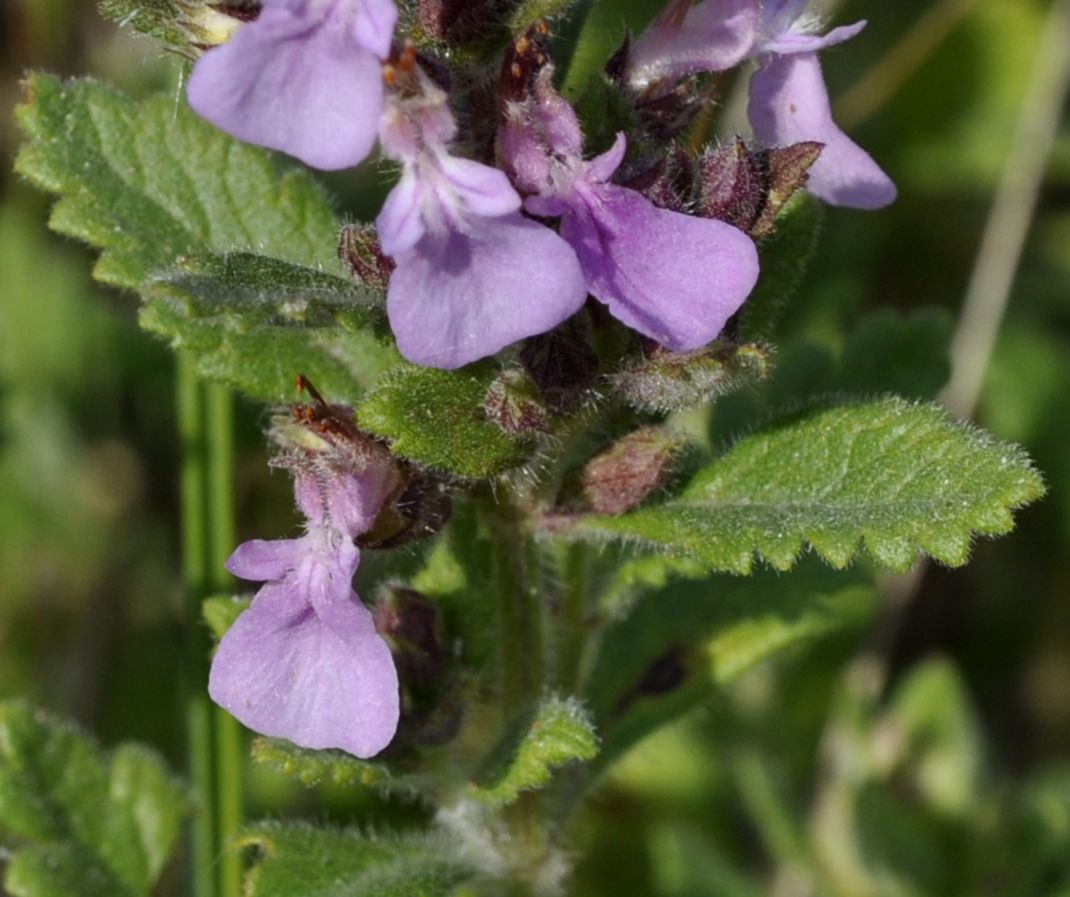 Image of genus Teucrium specimen.