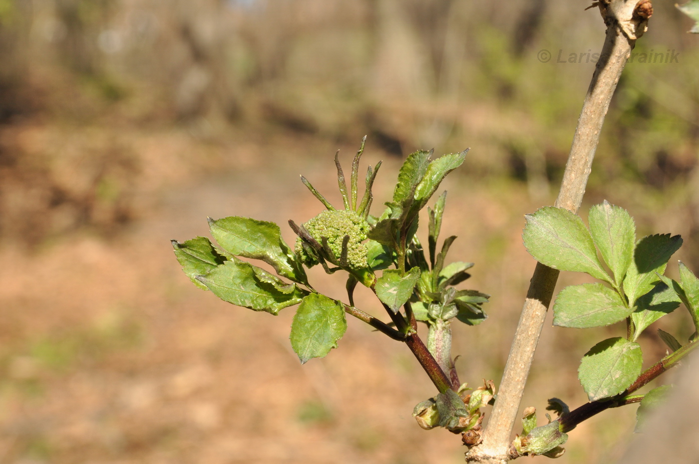 Image of Sambucus williamsii specimen.