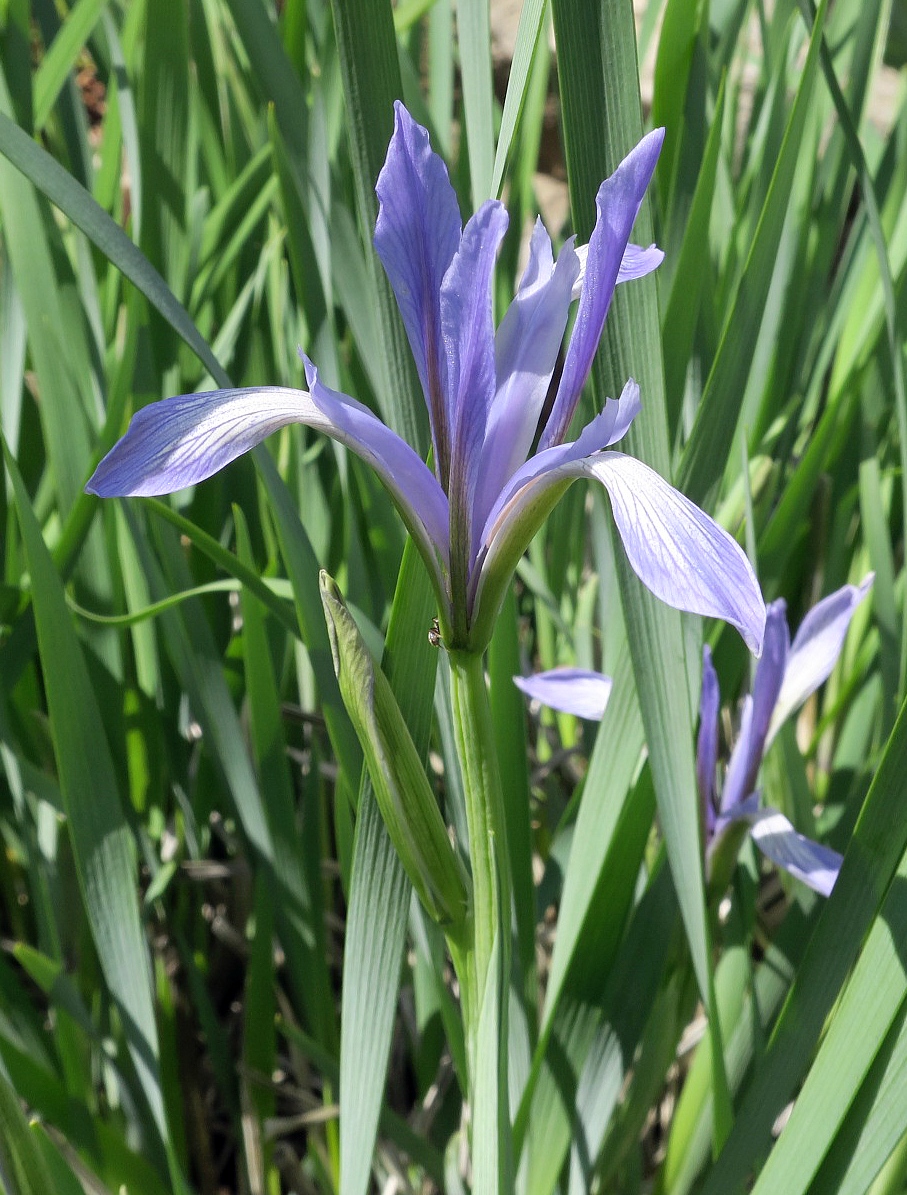 Image of Iris lactea specimen.