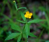 Ranunculus cassubicus. Цветущее растение. Московская обл., Раменский р-н, окр. ж.-д. платформы Хрипань, смешанный лес. 16.05.2017.