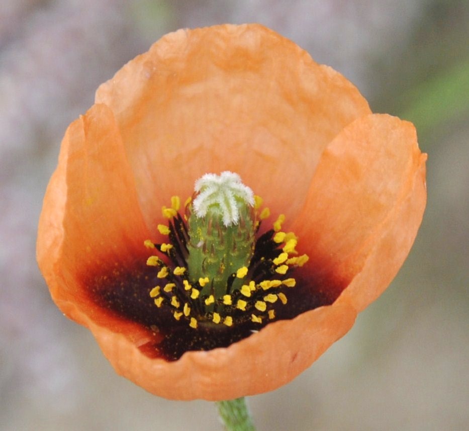 Image of Papaver nigrotinctum specimen.