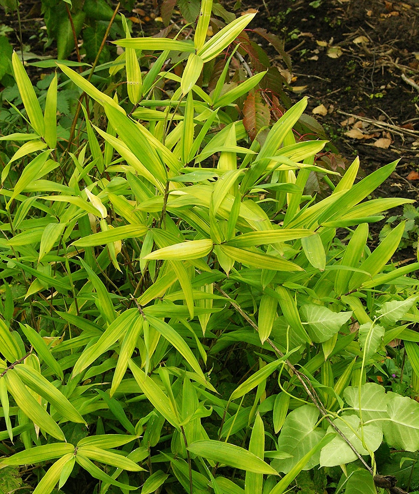 Image of Pleioblastus viridi-striatus specimen.