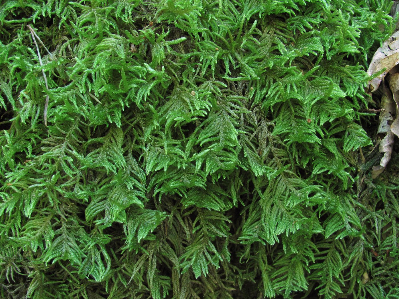 Image of Pseudoscleropodium purum specimen.