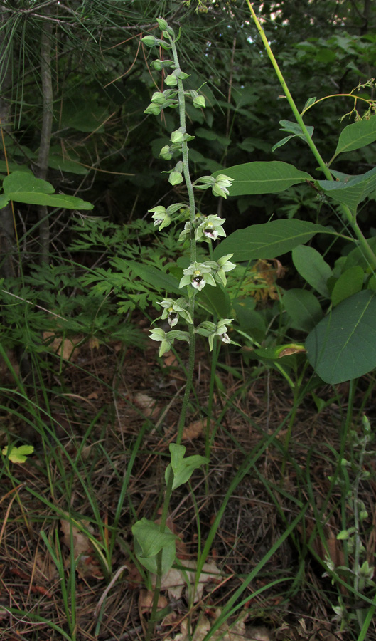 Image of Epipactis condensata specimen.