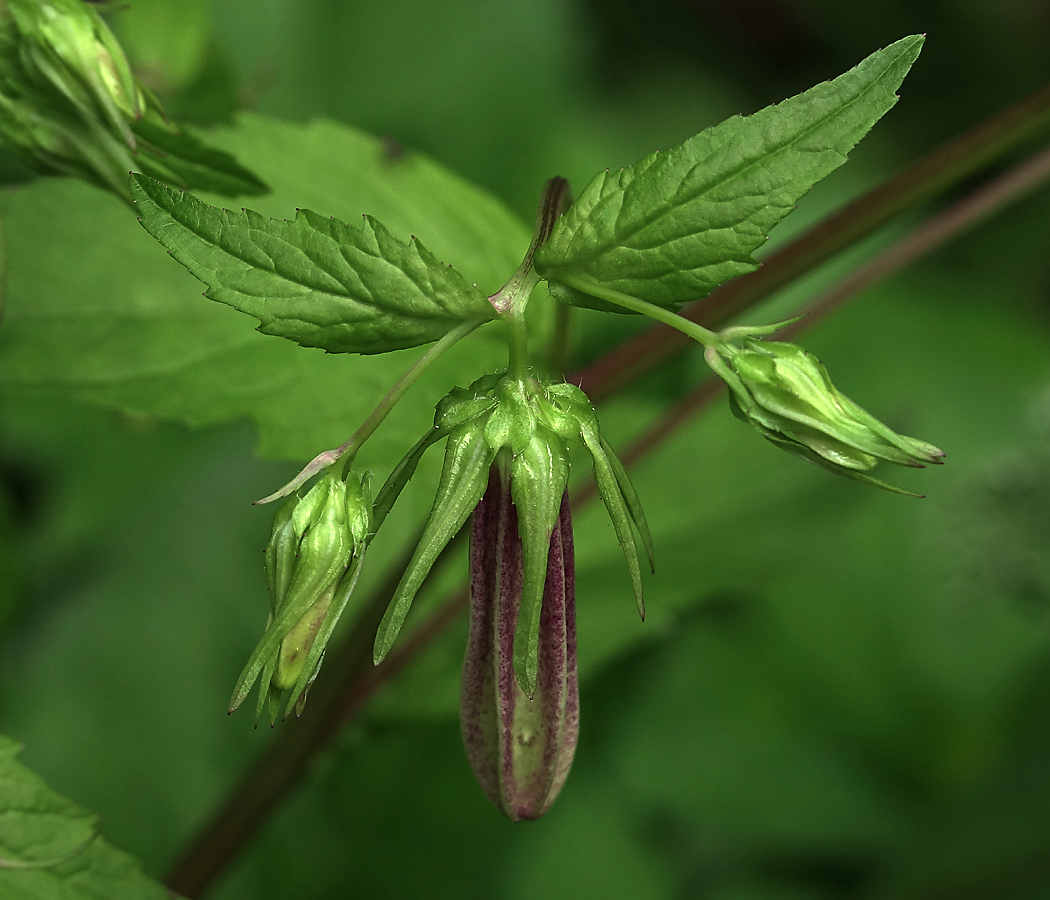 Изображение особи Campanula takesimana.