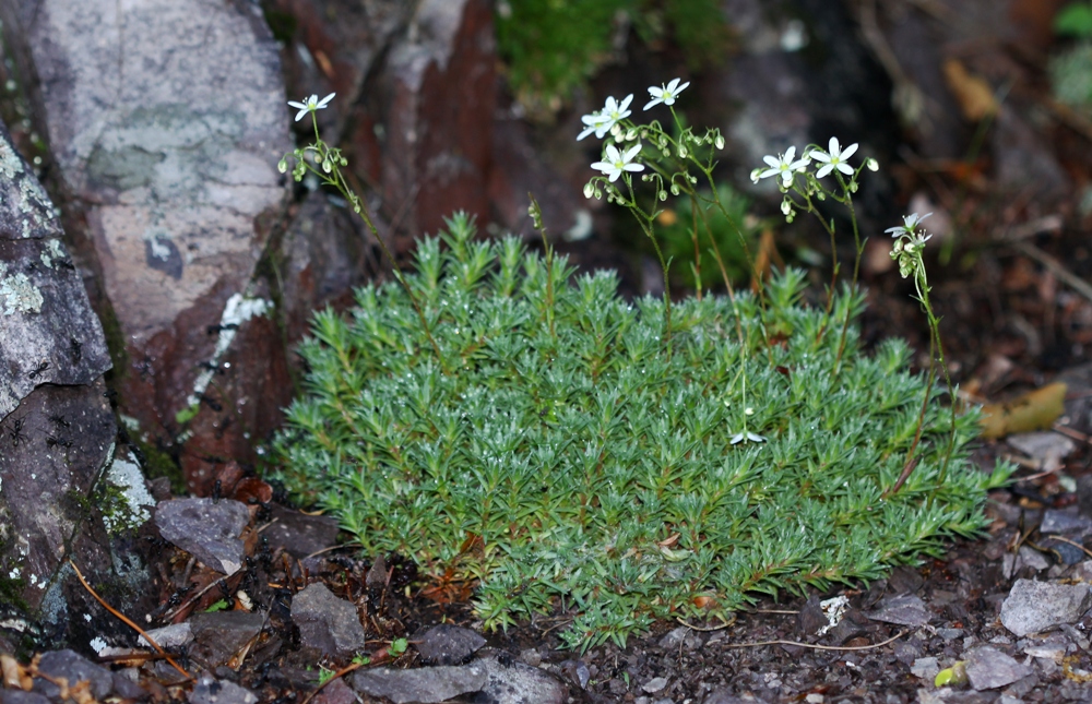 Image of Saxifraga ascoldica specimen.