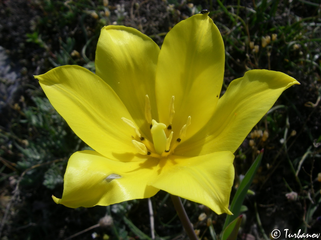 Image of Tulipa suaveolens specimen.