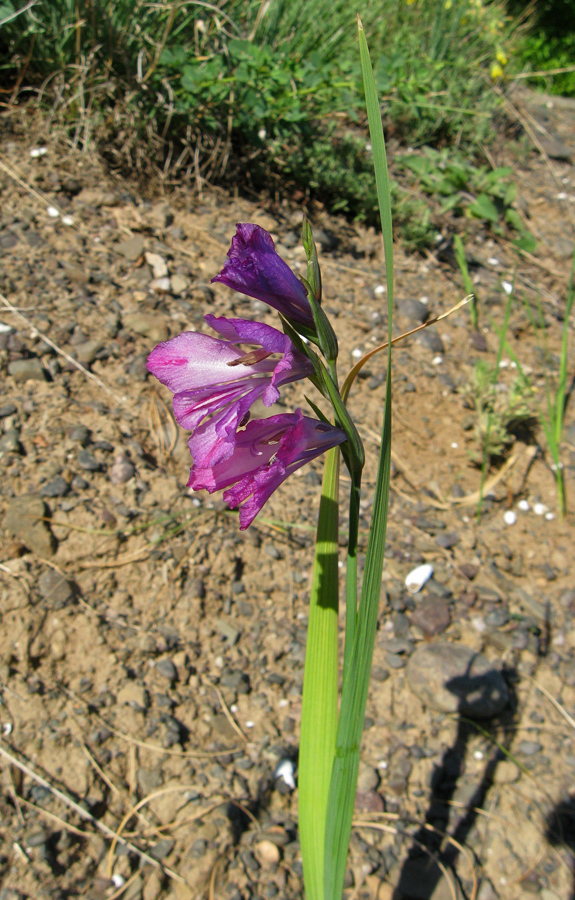 Image of Gladiolus imbricatus specimen.