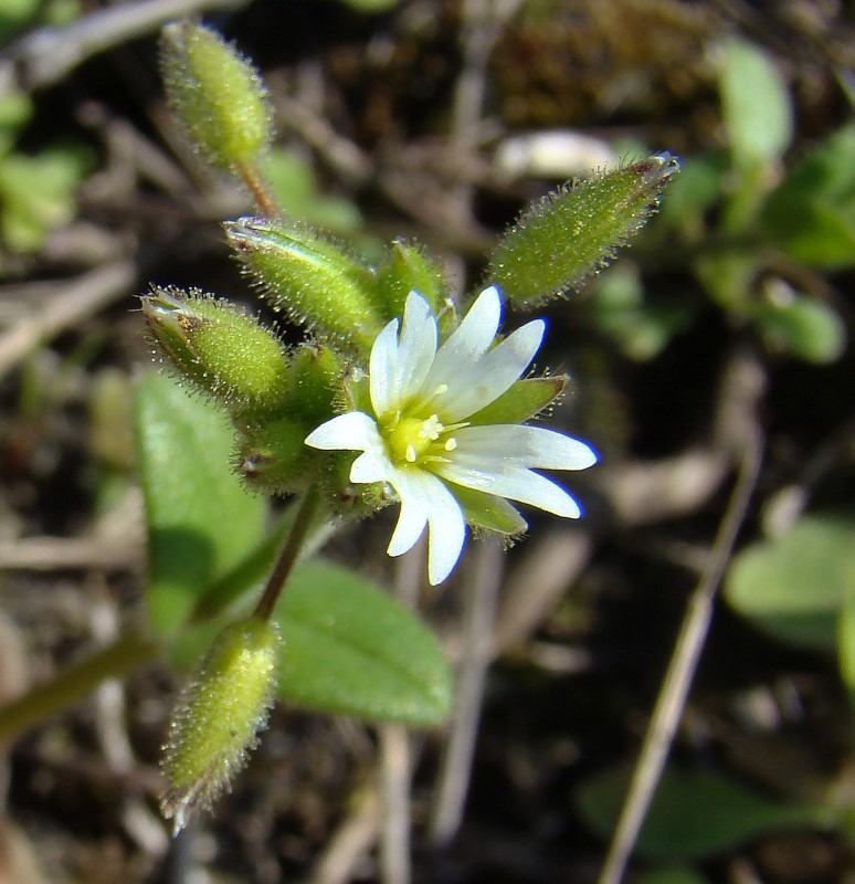 Image of Cerastium glutinosum specimen.