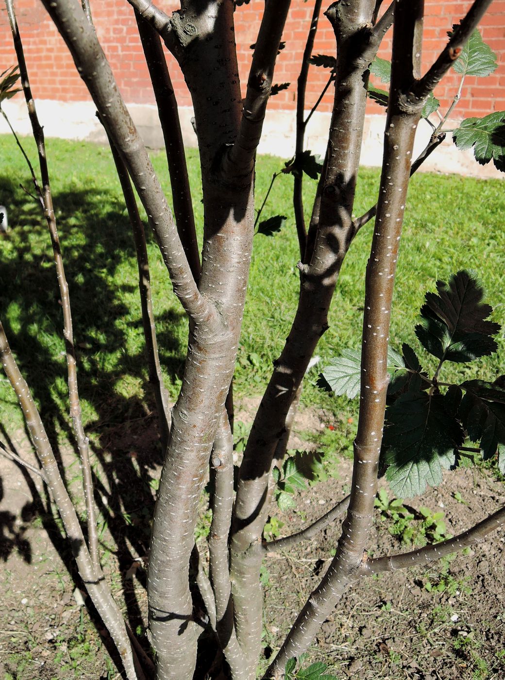 Image of Sorbus hybrida specimen.