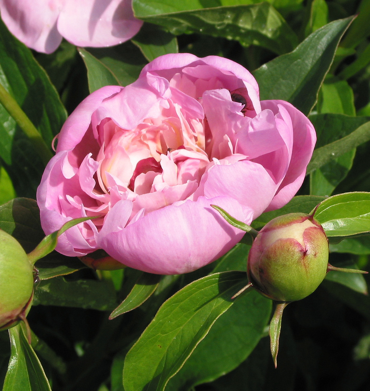 Image of Paeonia lactiflora specimen.