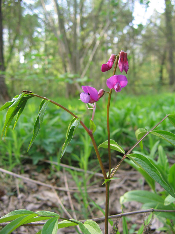 Изображение особи Lathyrus vernus.