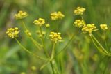 Bupleurum komarovianum