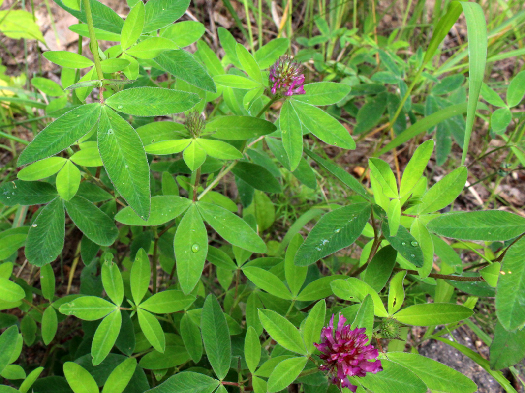 Image of Trifolium medium specimen.