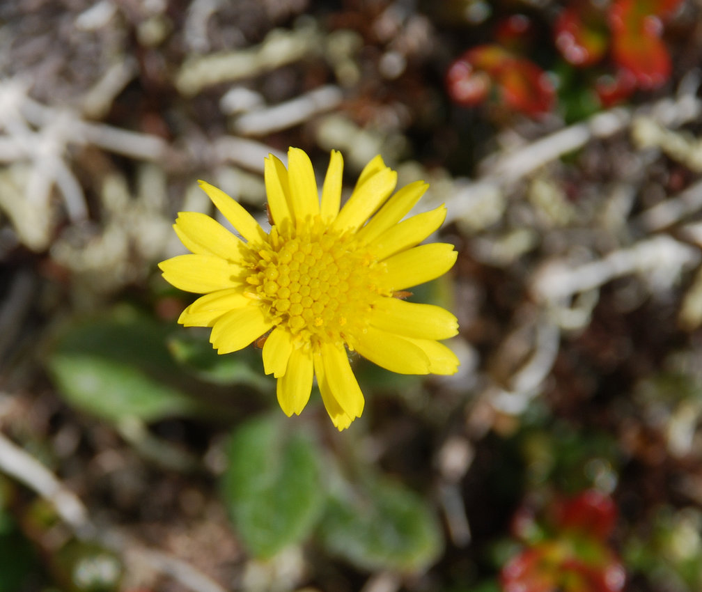 Изображение особи Tephroseris frigida.