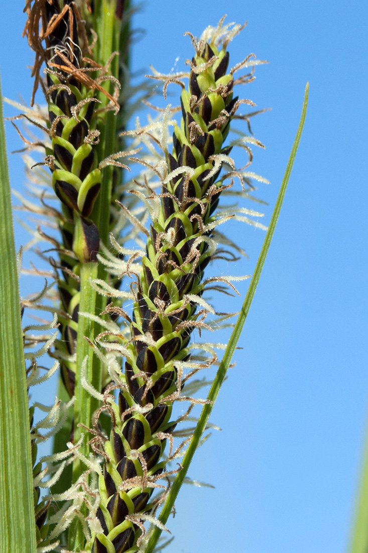 Изображение особи Carex aquatilis.