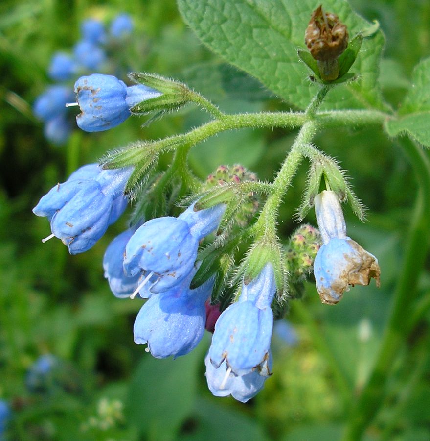 Изображение особи Symphytum caucasicum.