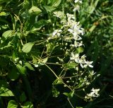 Clematis mandshurica