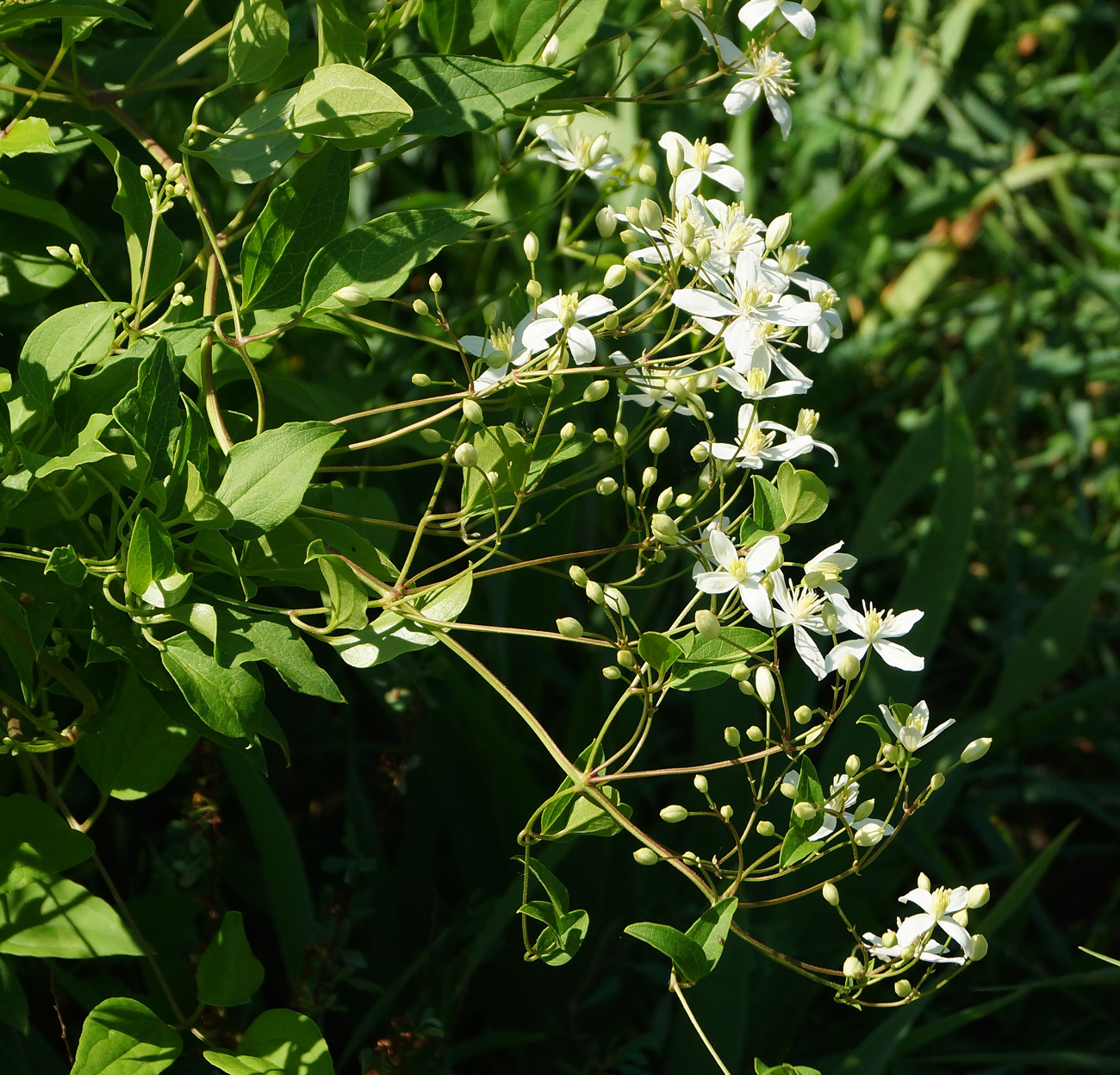 Изображение особи Clematis mandshurica.