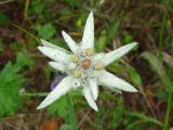 Leontopodium stellatum